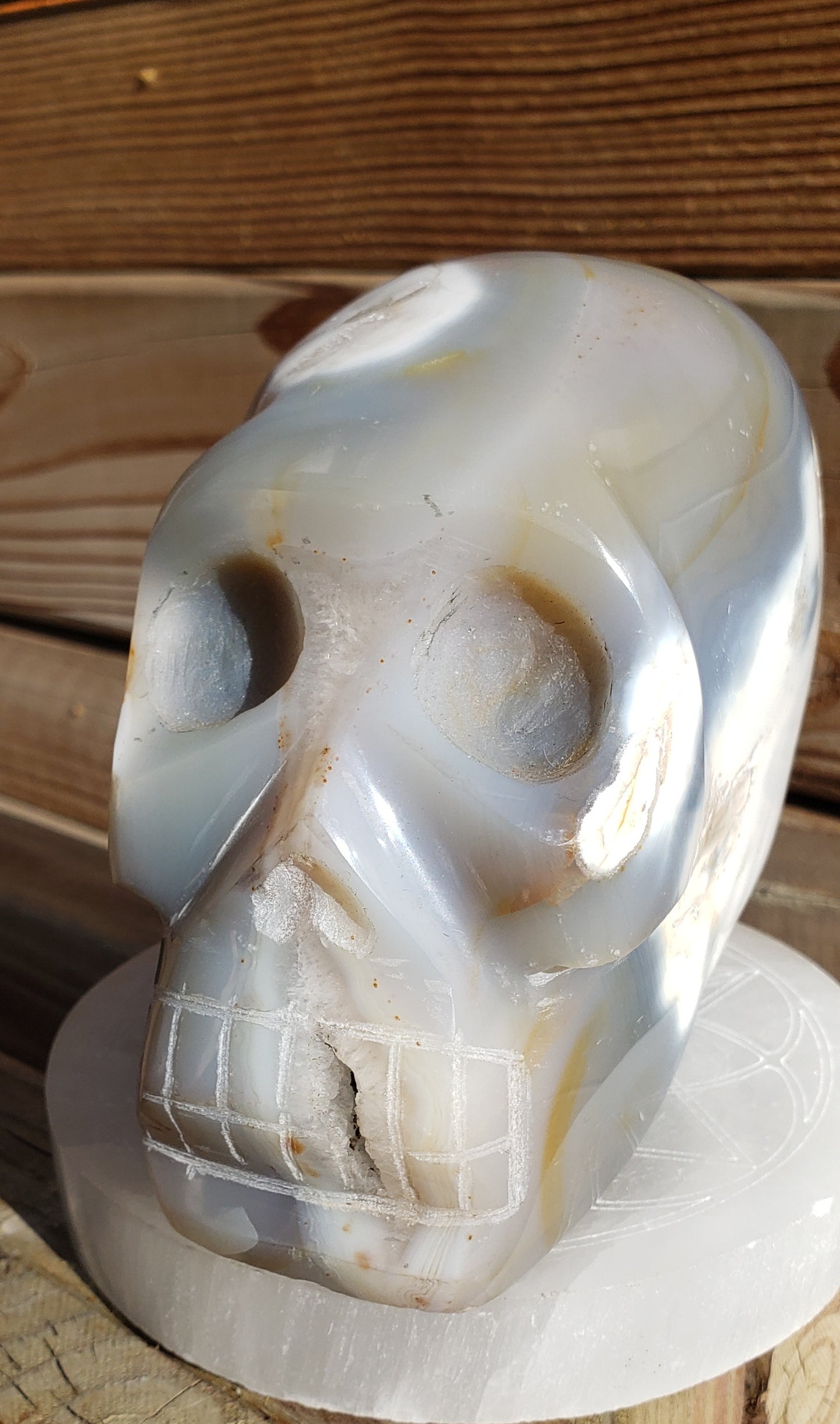 5lb Orca Agate Skull