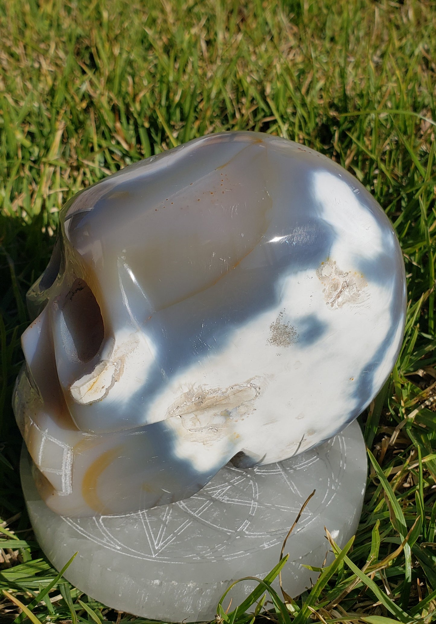 5lb Orca Agate Skull