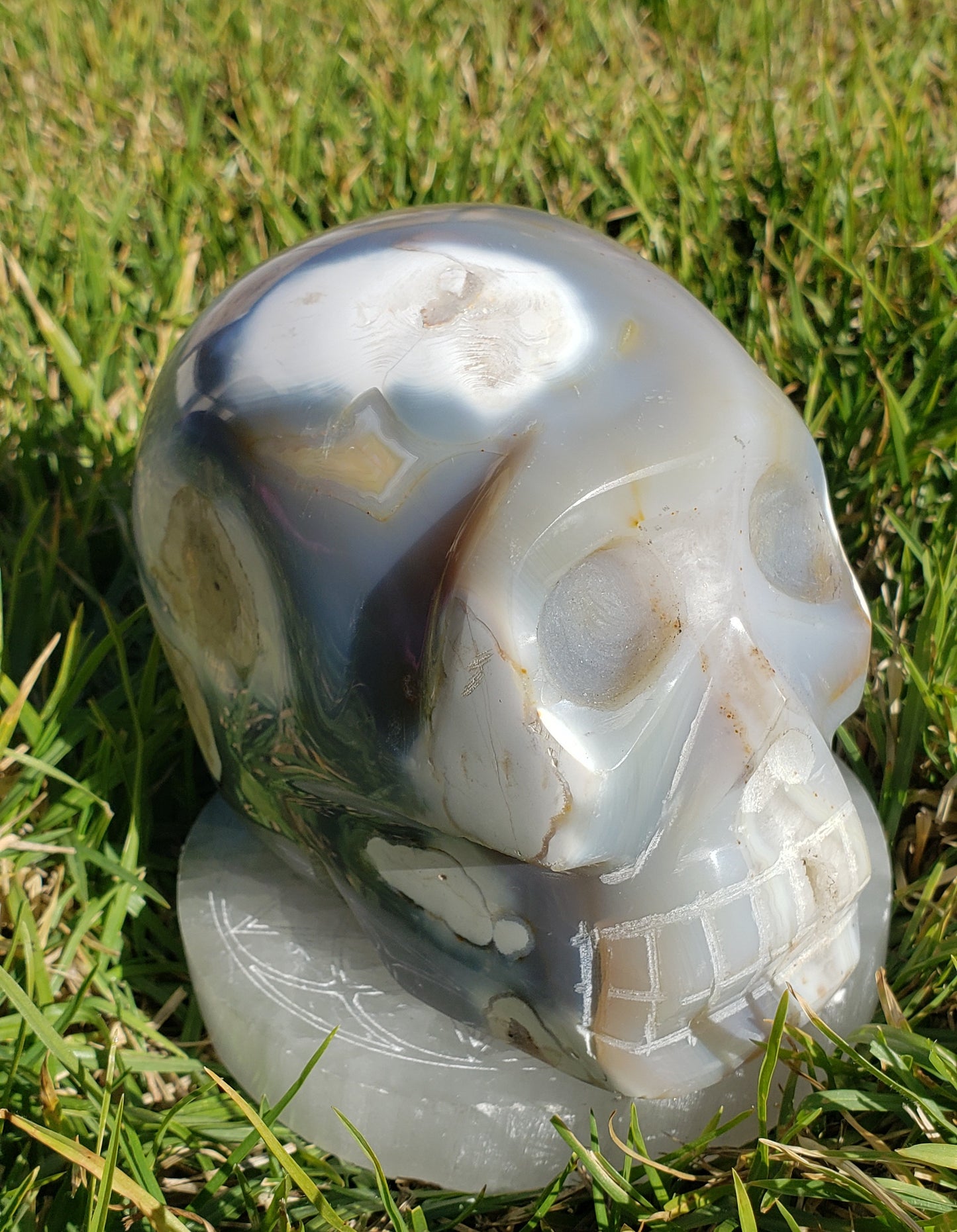 5lb Orca Agate Skull